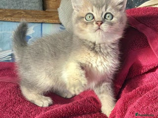 British Shorthair cats Beautiful lilac golden kittens - Advert 1