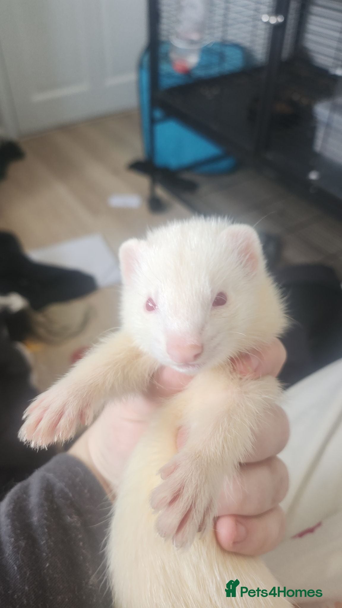 Ferret rodents Female albino ferrets - Advert 1