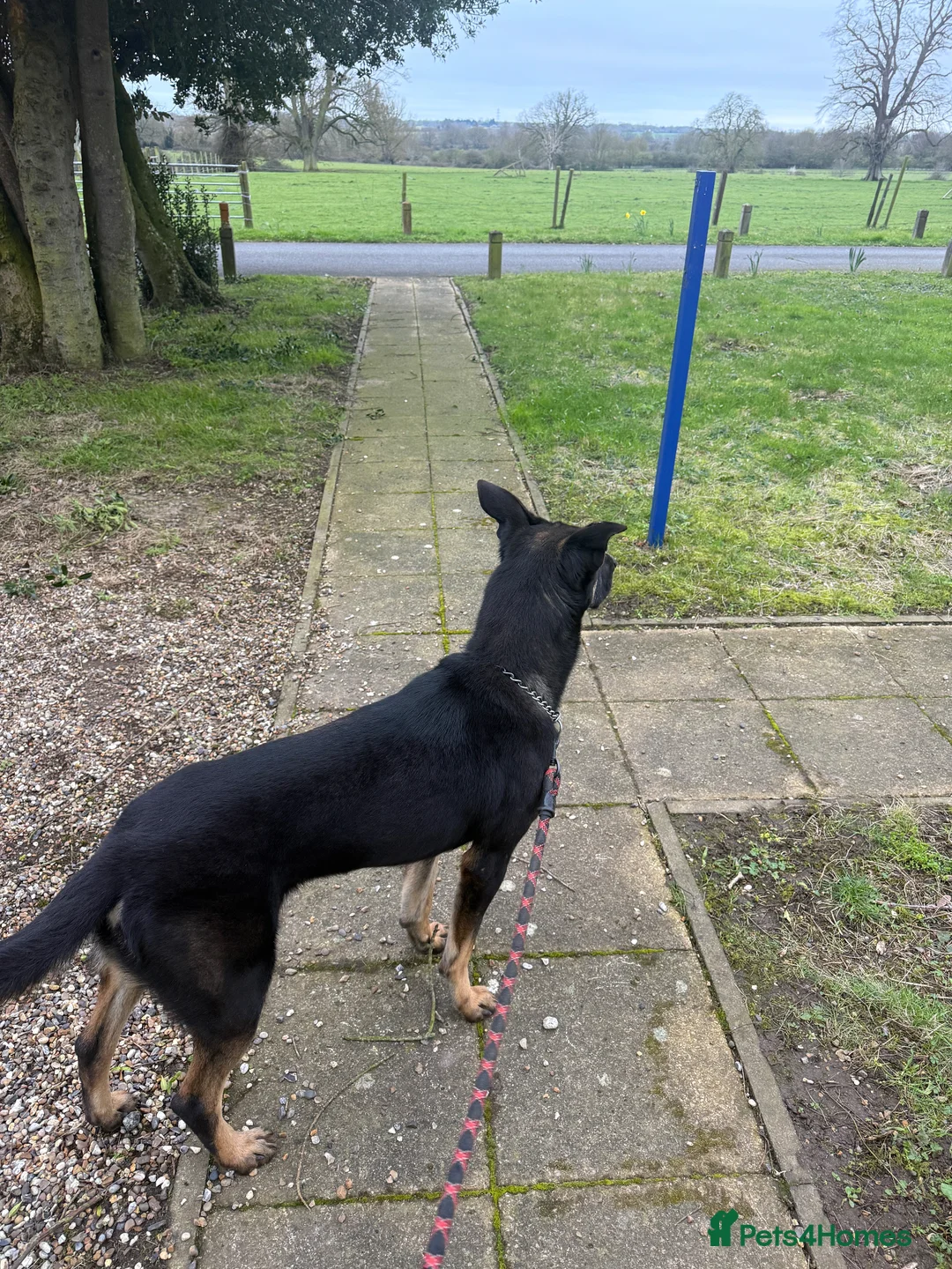 Mixed Breed dogs for sale: Bruno Draycott (Bronze) in Diss - Advert 2