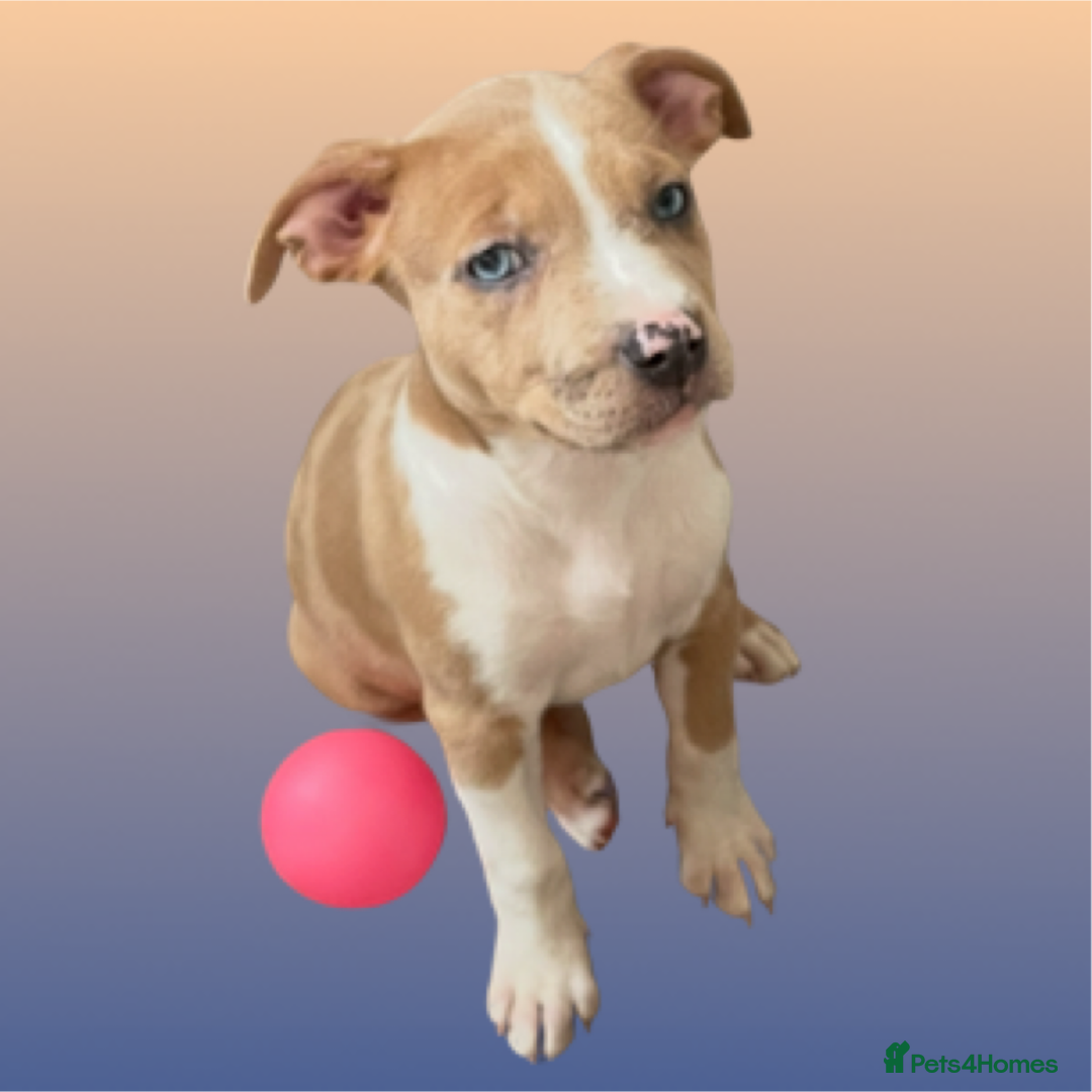 Mixed Breed dogs for sale: Ready to leave Staff x bulldog puppies  - Image 18