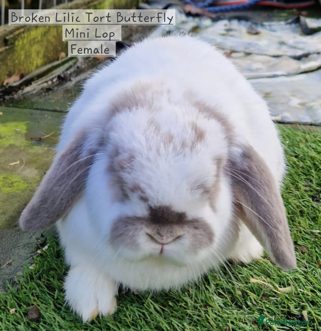 Mini Lop rabbits for sale: Various Mini Lops  - Advert 10