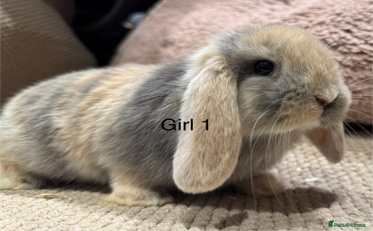 Mini Lop rabbits - Advert 3
