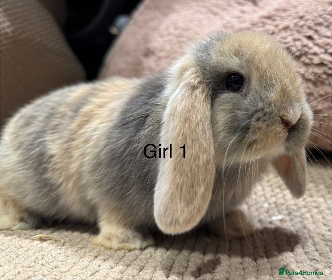 Mini Lop rabbits for sale: 🌸 Harlequin mini lops 🌸 ready to reserve  - Image 1