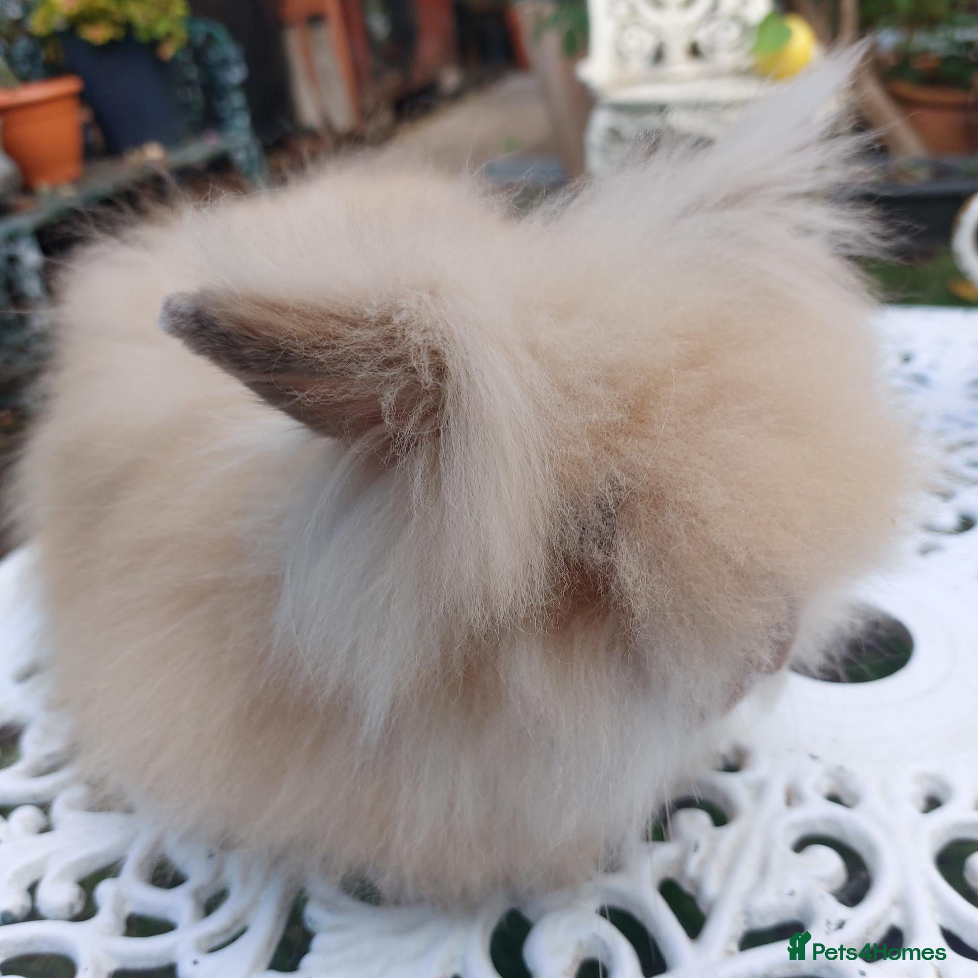 Lionhead rabbits PUREBRED DOUBLE/TEDDY LION HEAD BABIES  - Advert 2