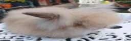Lionhead rabbits for sale: PUREBRED DOUBLE/TEDDY LION HEAD BABIES  - Advert 6