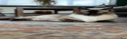 Ragdoll cats for sale: Ragdoll brothers seeking new home - Advert 2