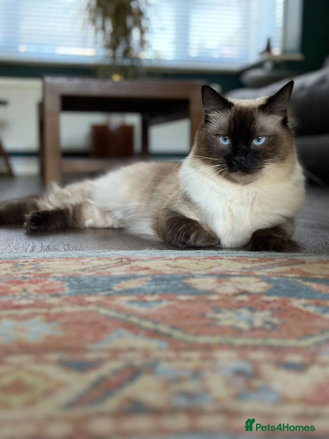Ragdoll cats for sale: Ragdoll brothers seeking new home - Advert 2