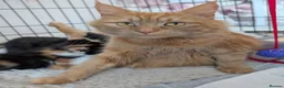 Maine Coon cats for sale: Maine-coon Mix for sale  - Advert 7