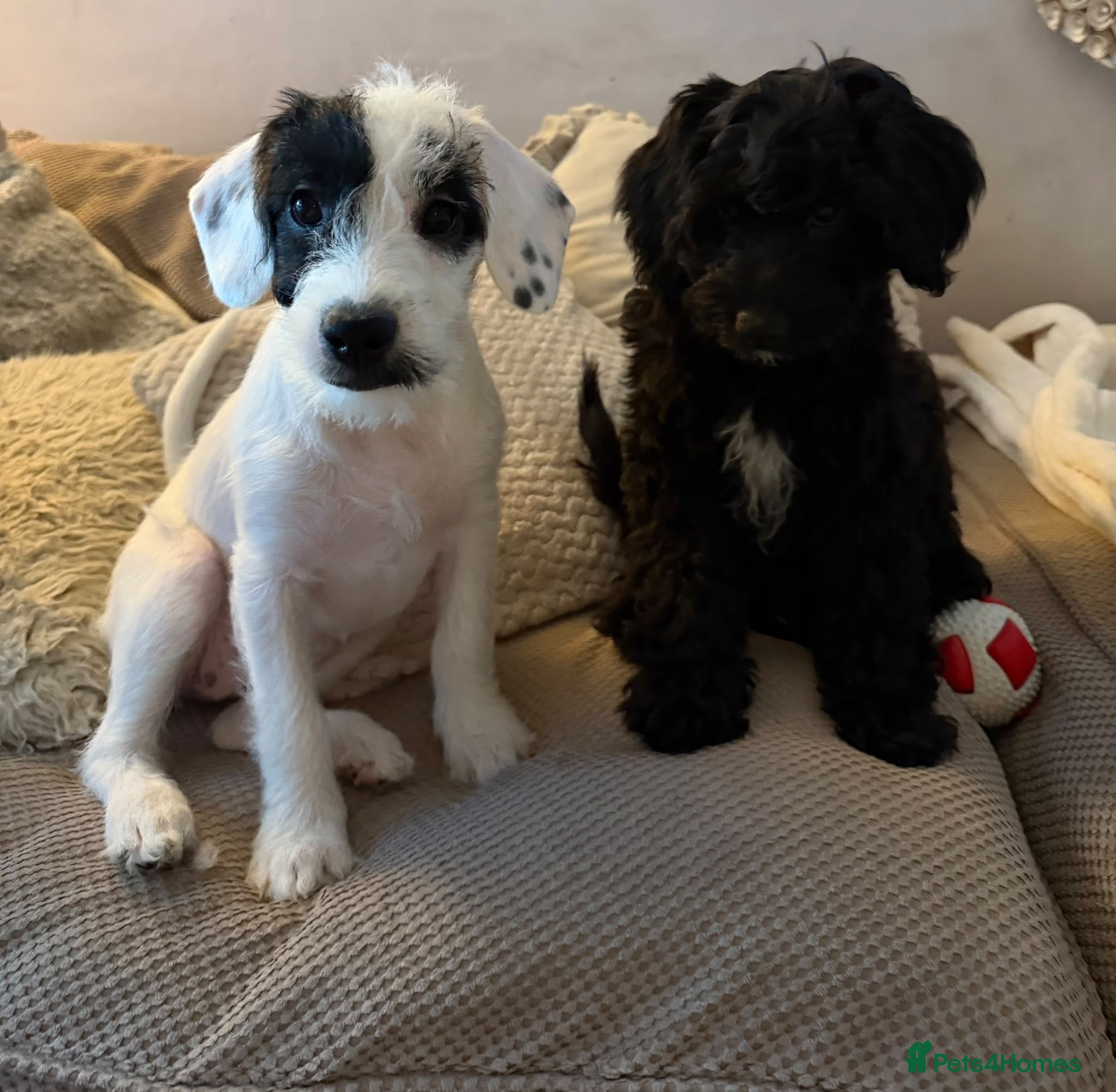Mixed Breed dogs Miniature Poodle X French Bulldog Puppies - Advert 2
