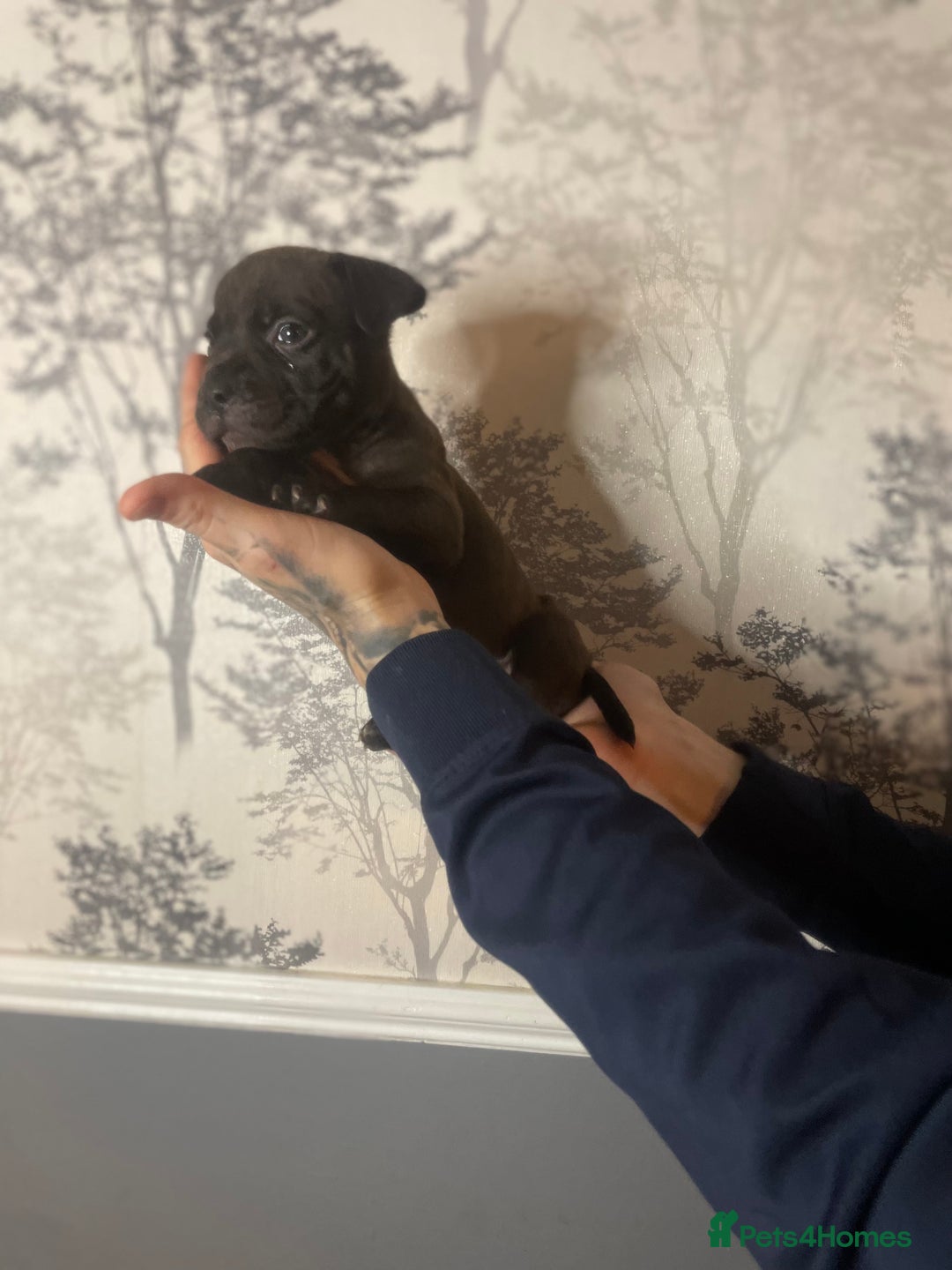 Shorty Bull dogs for sale: Proper pocket bully’s - Advert 18