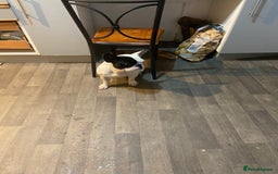 French Bulldog dogs for sale: Mr alin - Image 2