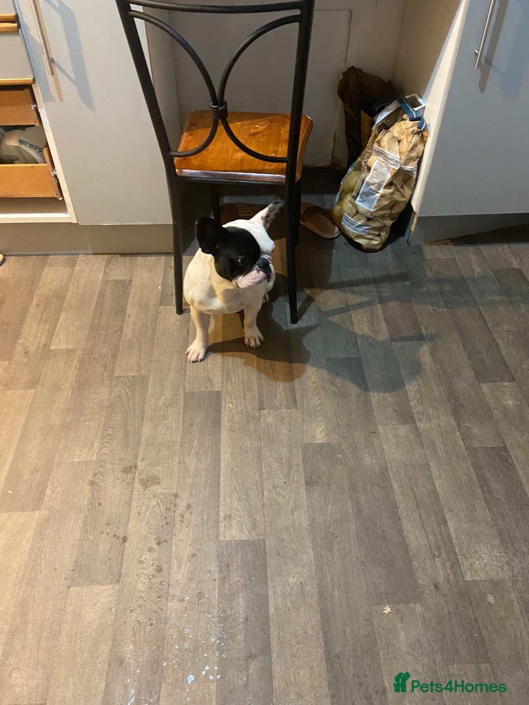 French Bulldog dogs for sale: Mr alin - Image 2