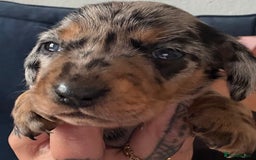 Miniature Dachshund dogs for sale: Miniature dapple dachshund  - Image 14