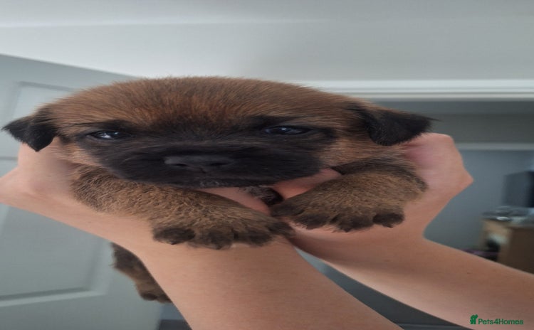 Border Terrier dogs - Advert 1