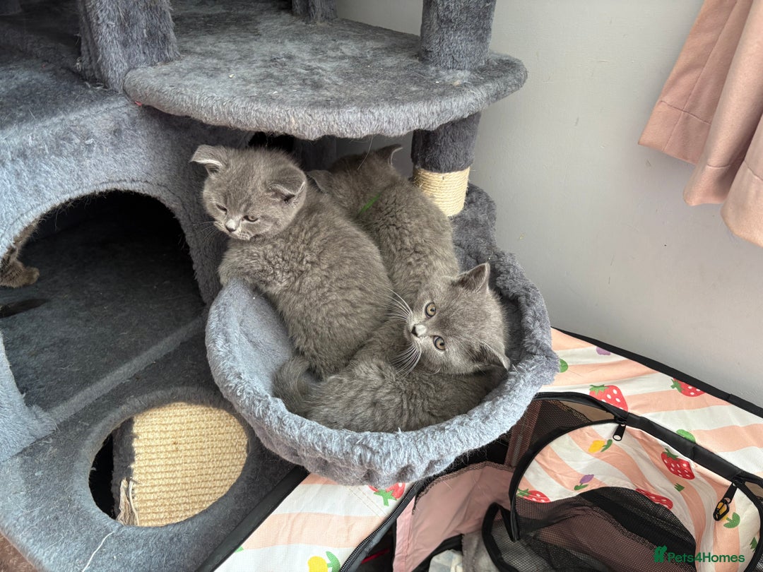 British Shorthair cats for sale: 6 Gorgeous British Shorthairs for sale  - Image 12