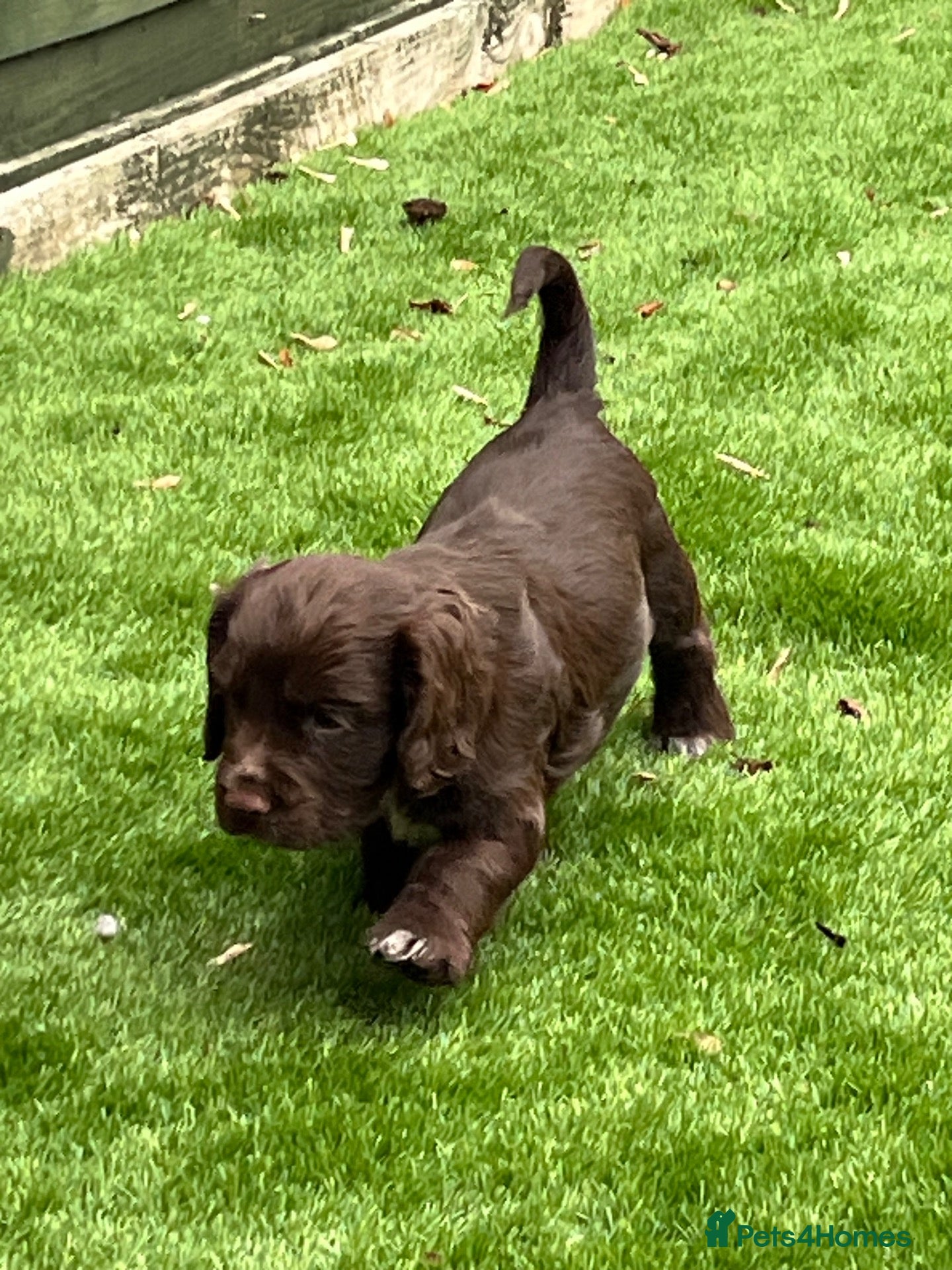 Cocker Spaniel dogs for sale: RKC Working cocker spaniel  - Advert 5