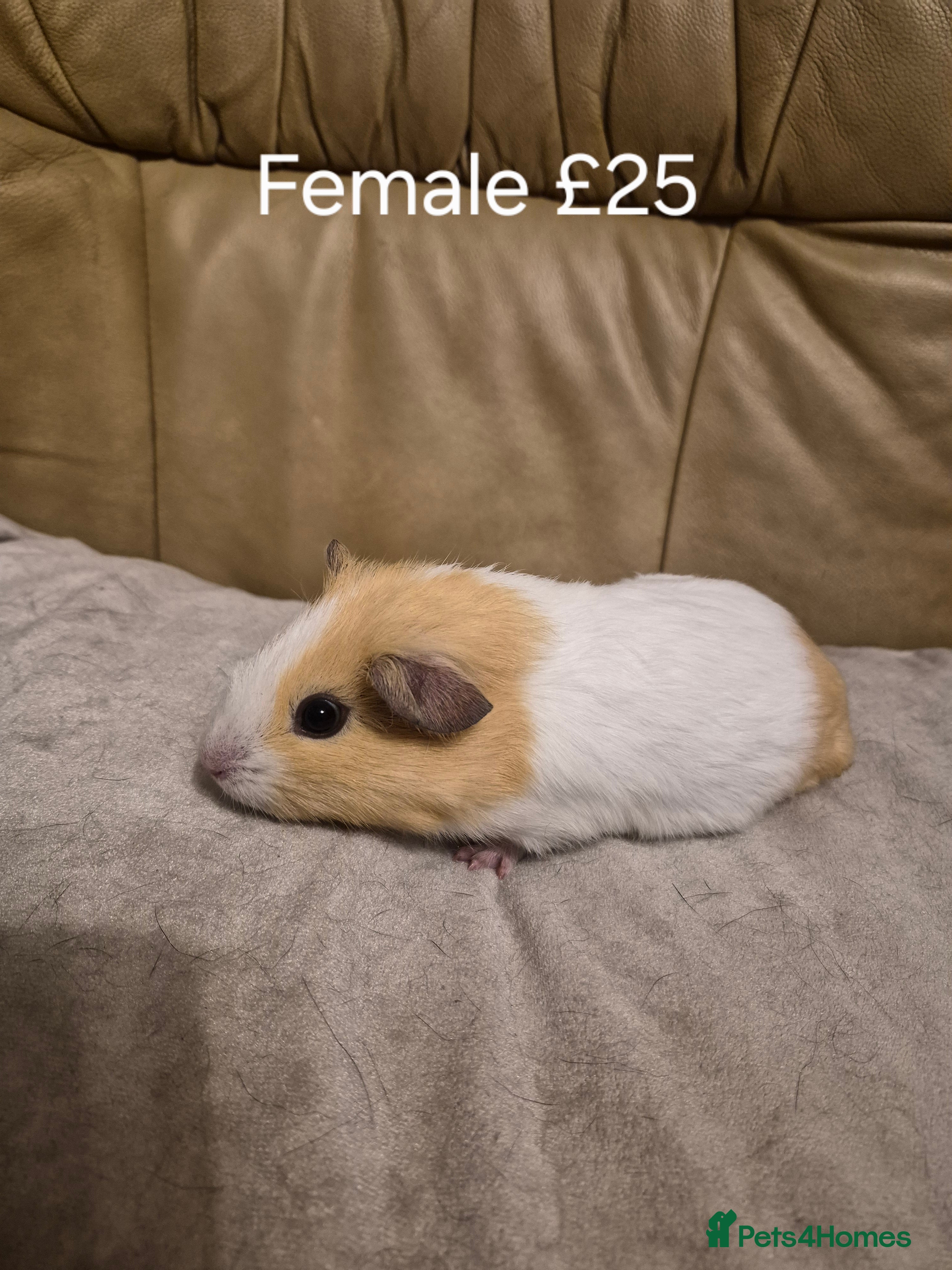 Guinea Pig rodents 5 Adorable Female Baby Guinea Pigs - Advert 1