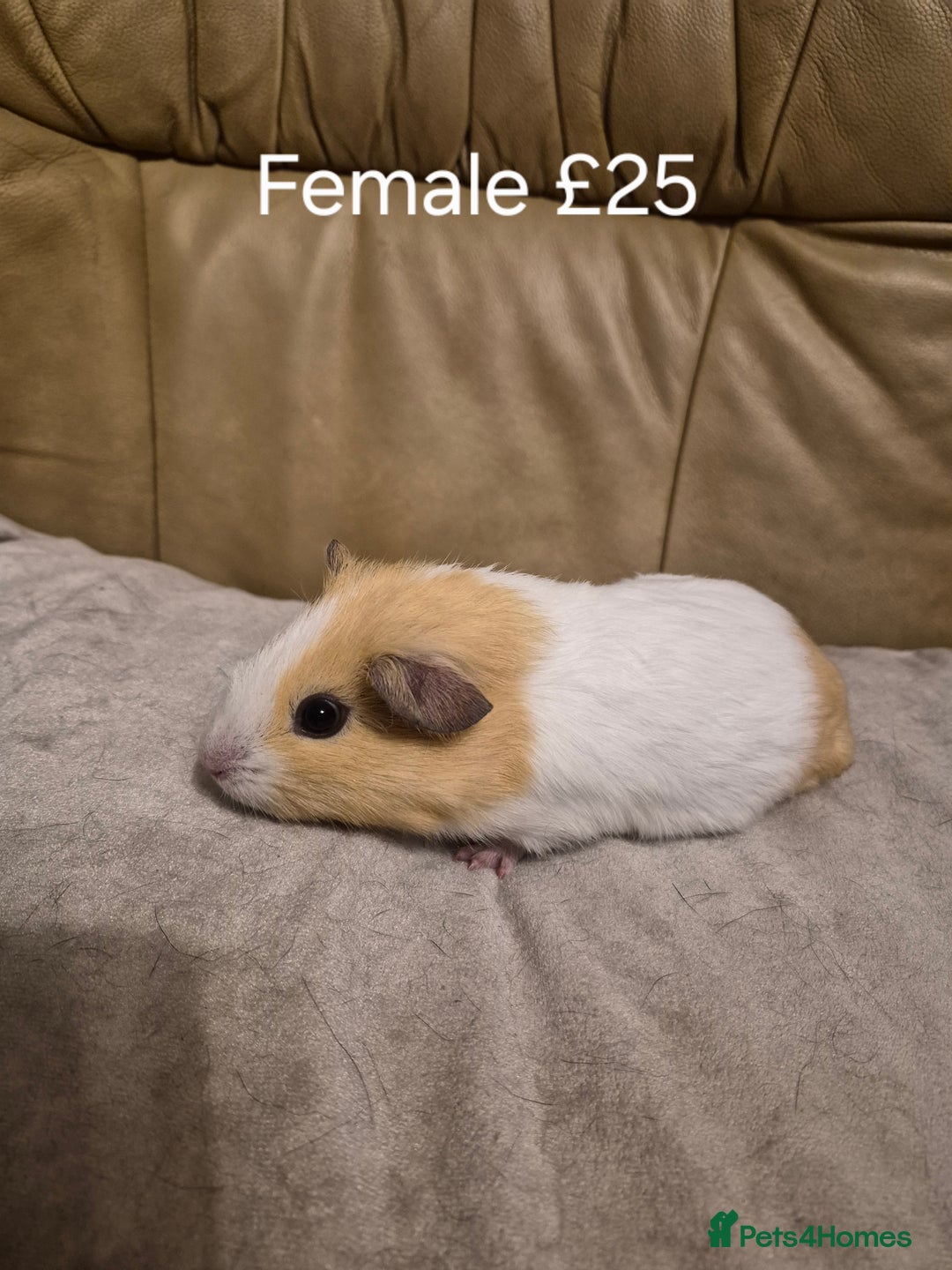 Guinea Pig rodents for sale: 5 Adorable Female Baby Guinea Pigs - Advert 1