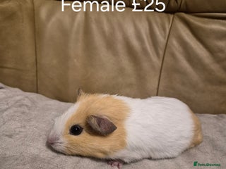 Guinea Pig rodents 5 Adorable Female Baby Guinea Pigs - Advert 1