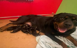 Rottweiler dogs for sale: Top quality Rottweiler pups - Image 5