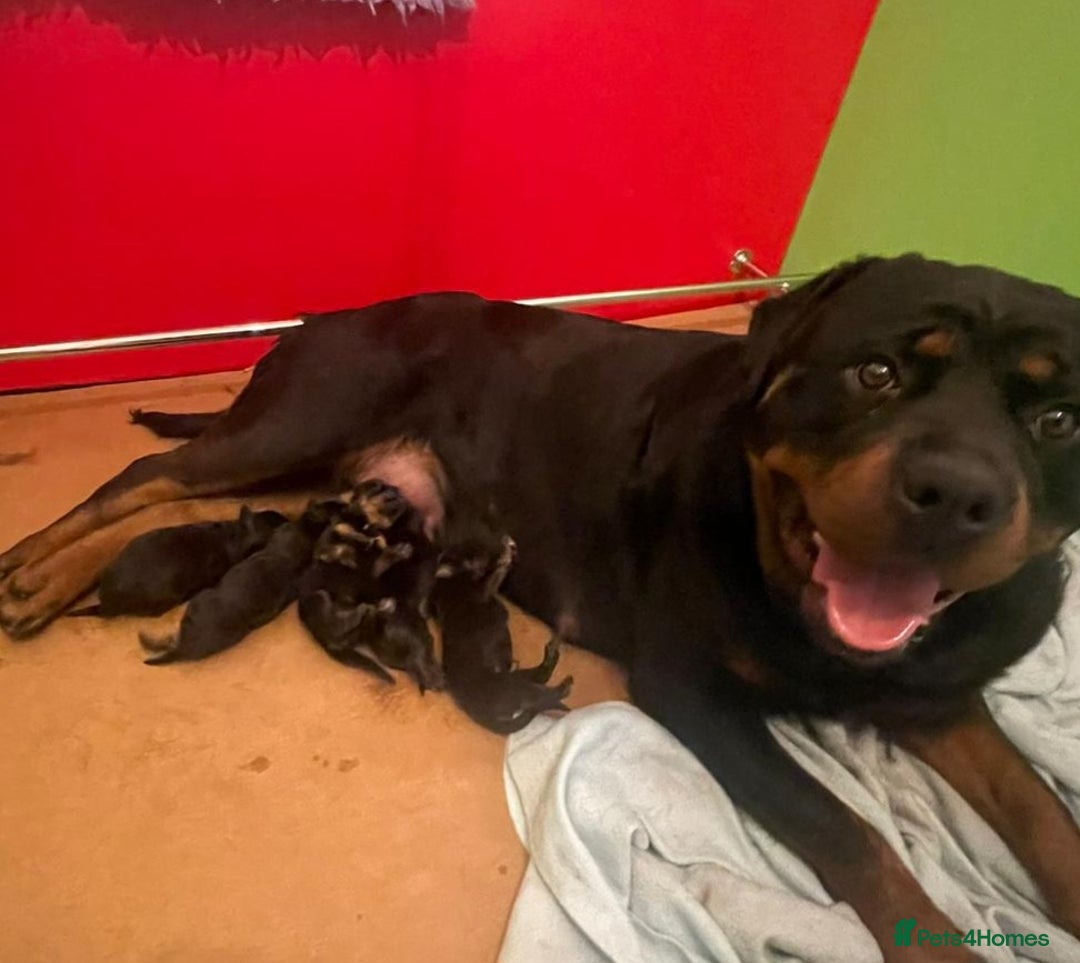 Rottweiler dogs for sale: Top quality Rottweiler pups - Image 5