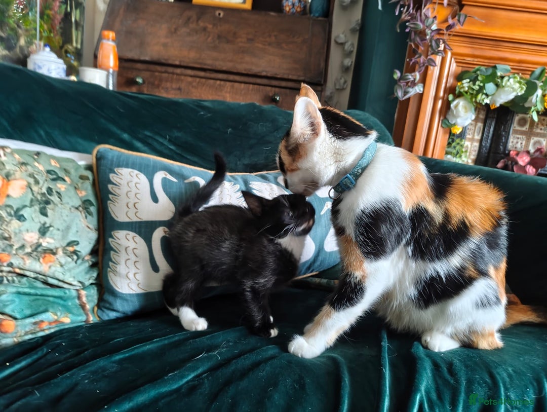 Mixed Breed cats for sale: Fluffy and short haired bundles of joy - Image 17