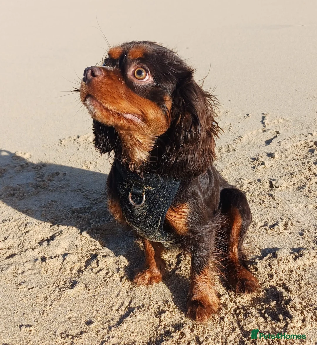 Cavalier King Charles Spaniel dogs for stud: KC reg, choc & tan CKC stud in Ilfracombe - Advert 1