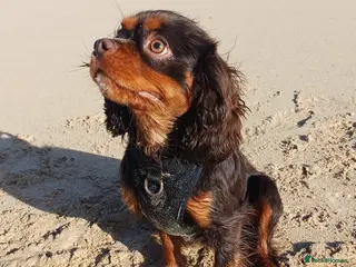 Cavalier King Charles Spaniel dogs KC reg, choc & tan CKC stud in Ilfracombe - Advert 1