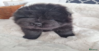 Chow Chow dogs - Advert 8