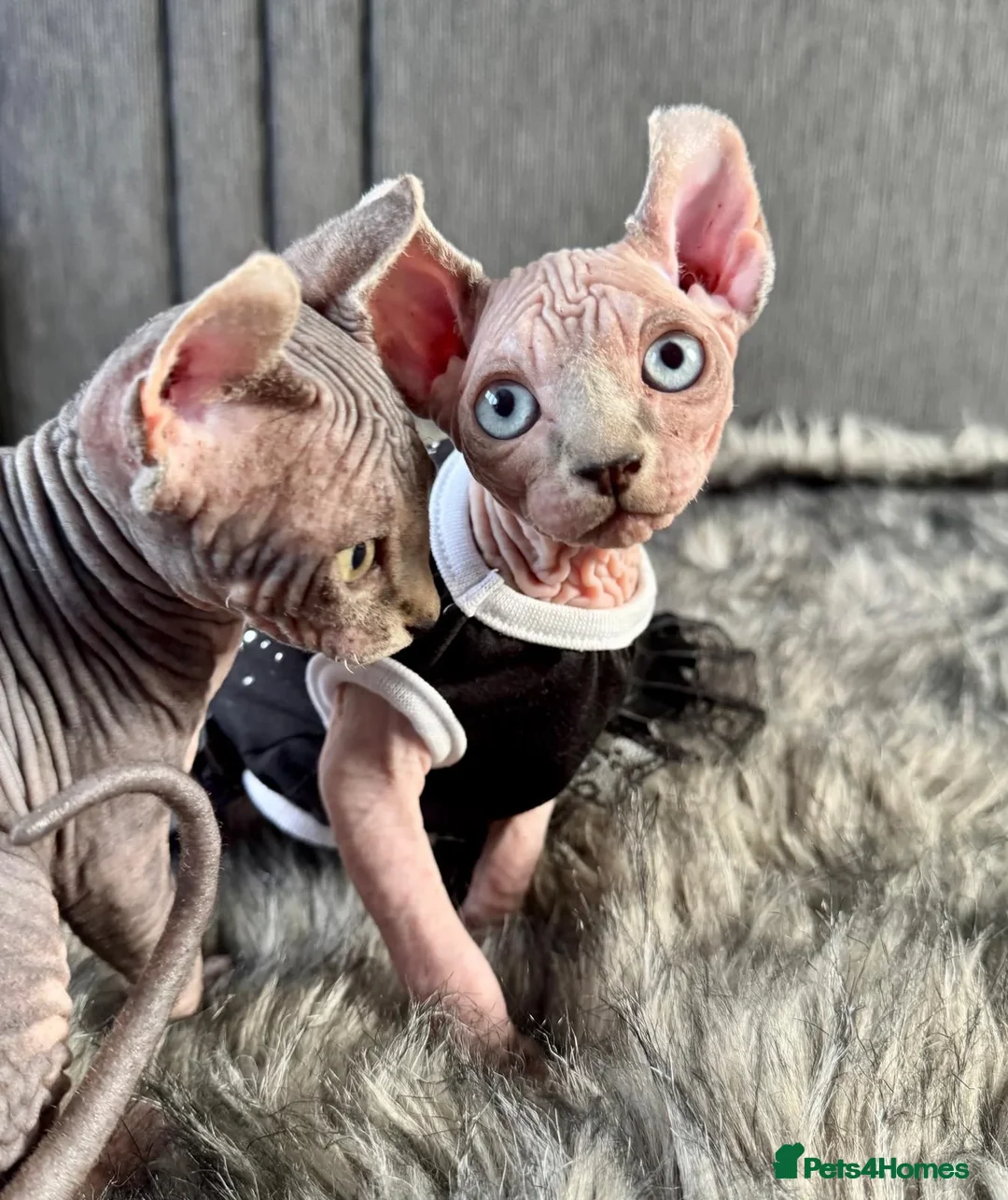 Sphynx cats for sale: Beautiful Male and Female Elf Sphynx Kittens  in Market Rasen - Image 5