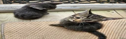 Mixed Breed cats for sale: Mixed Maine Coon Tabby Kitten - Advert 2