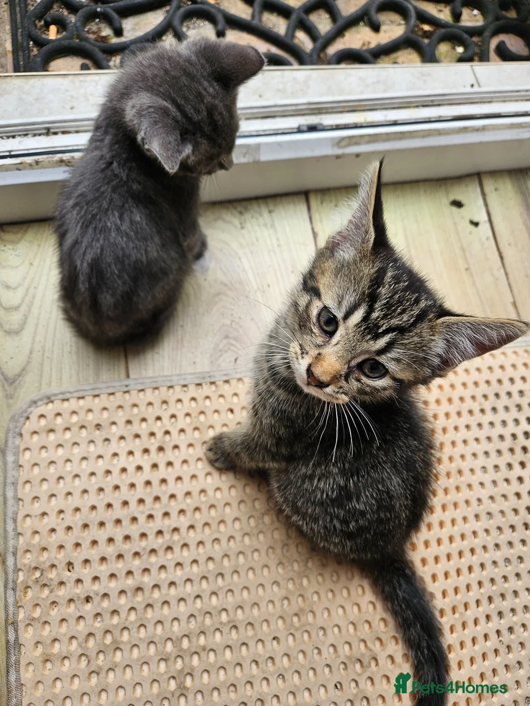 Mixed Breed cats for sale: Mixed Maine Coon Tabby Kitten - Advert 2