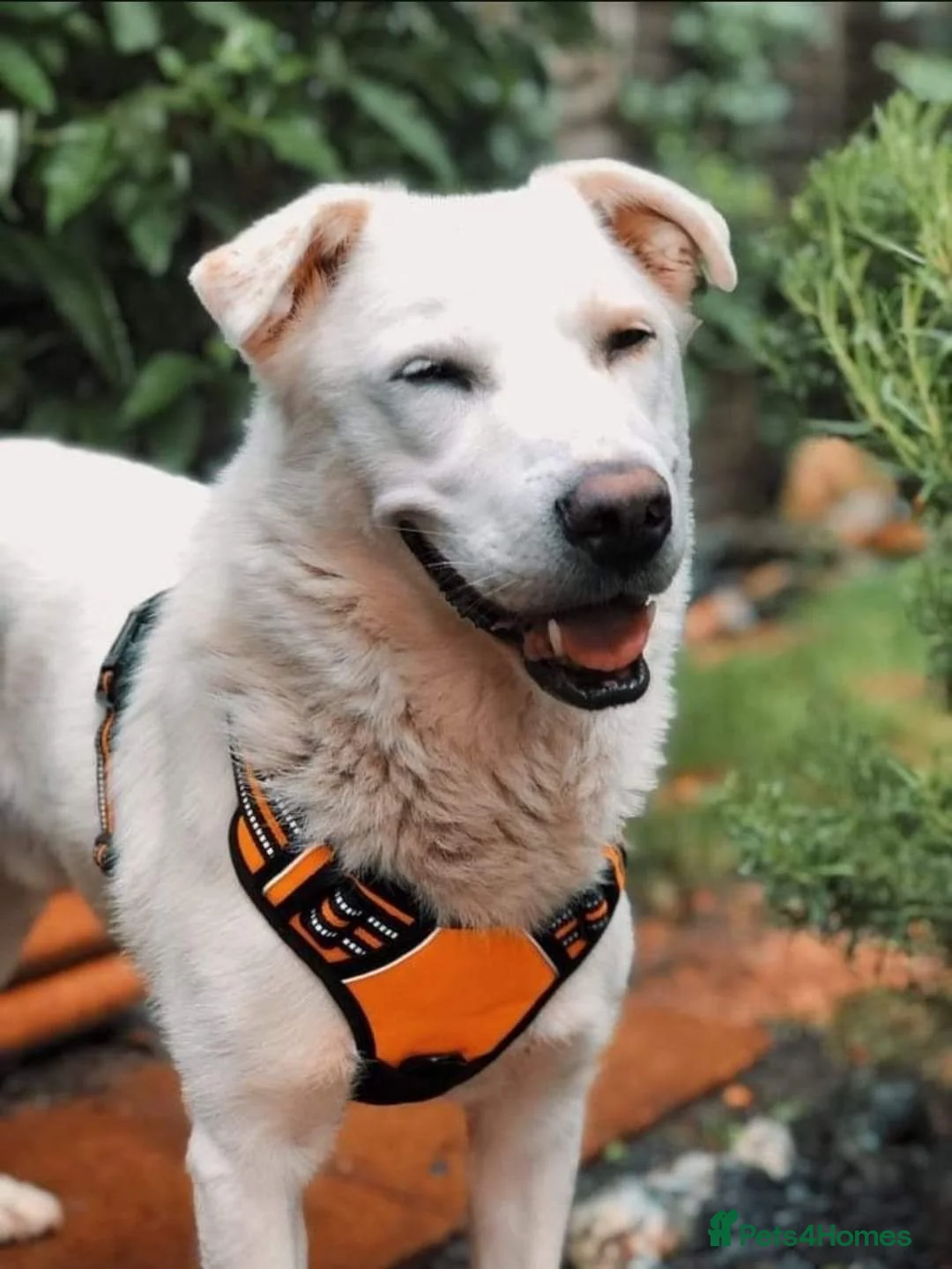 Mixed Breed dogs for adoption: Meet Biscuit, currently residing in Hampshire  in Havant - Advert 6