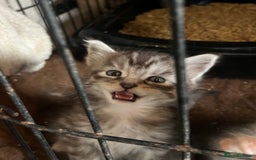 Maine Coon cats for sale: Maine coon kittens  - Image 5