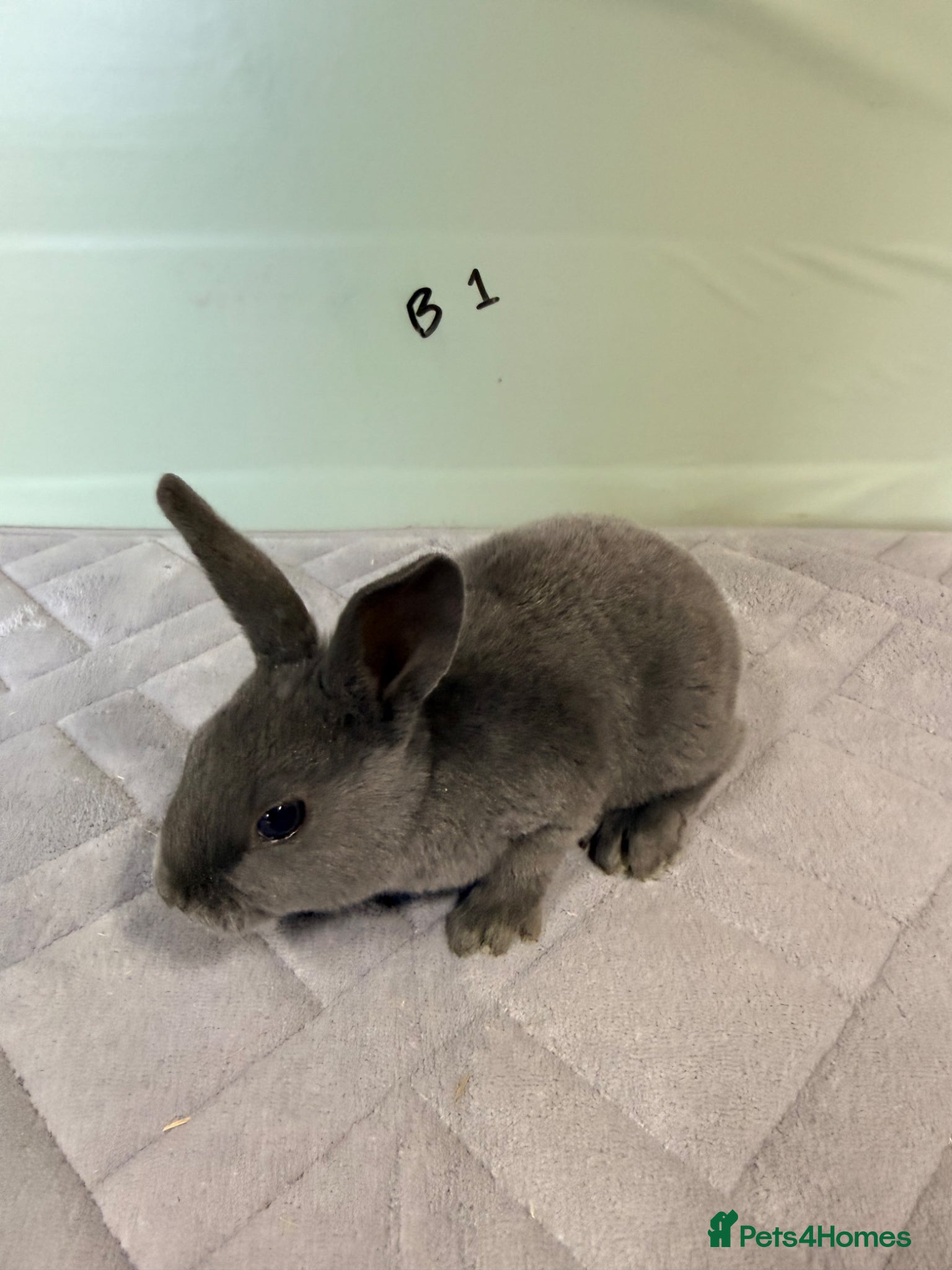 Rex rabbits Blue rexes  - Advert 14