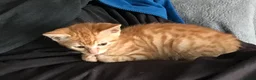 Mixed Breed cats for sale: Loving Ginger Cat - neutered male  - Advert 5