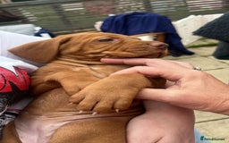 Hungarian Vizsla dogs for sale: Hungarian Vizsla puppies   - Image 26