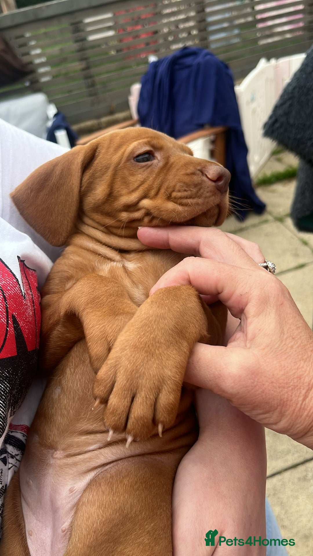 Hungarian Vizsla dogs for sale: Hungarian Vizsla puppies   - Image 26