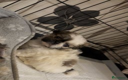 Pekingese dogs for sale: Pekingese puppies - Advert 8