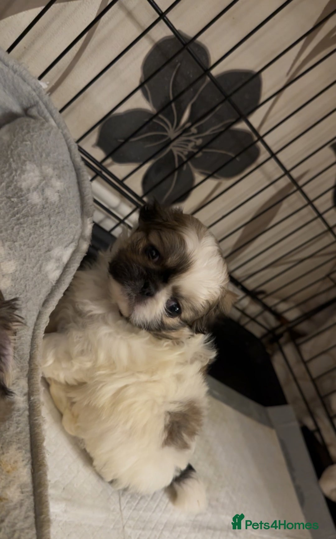 Pekingese dogs for sale: Pekingese puppies - Advert 8