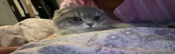 Scottish Fold cats for sale: Scottish fold male  in Birmingham - Advert 4