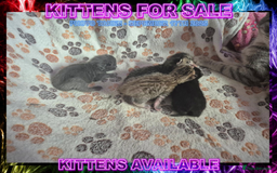 Mixed Breed cats for sale: Silver Bengal X Grey Tabby Kittens For Sale - Image 2