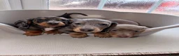 Dachshund dogs for sale: Dachshund  - Advert 14