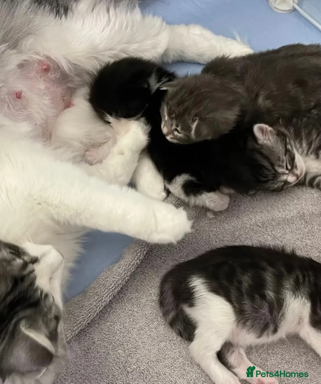 Norwegian Forest Cat cats for sale: Beautiful Norwegian Forest/Ragdoll Male Kitten  - Advert 2