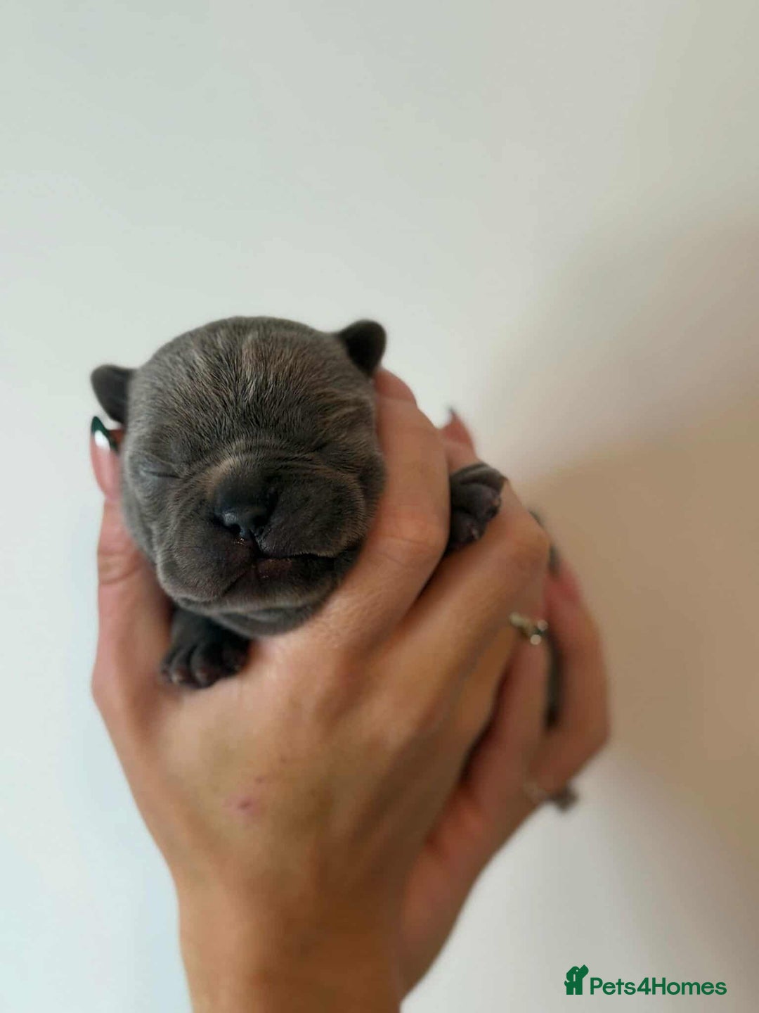 French Bulldog dogs for sale: French Bulldog Puppies - Image 5
