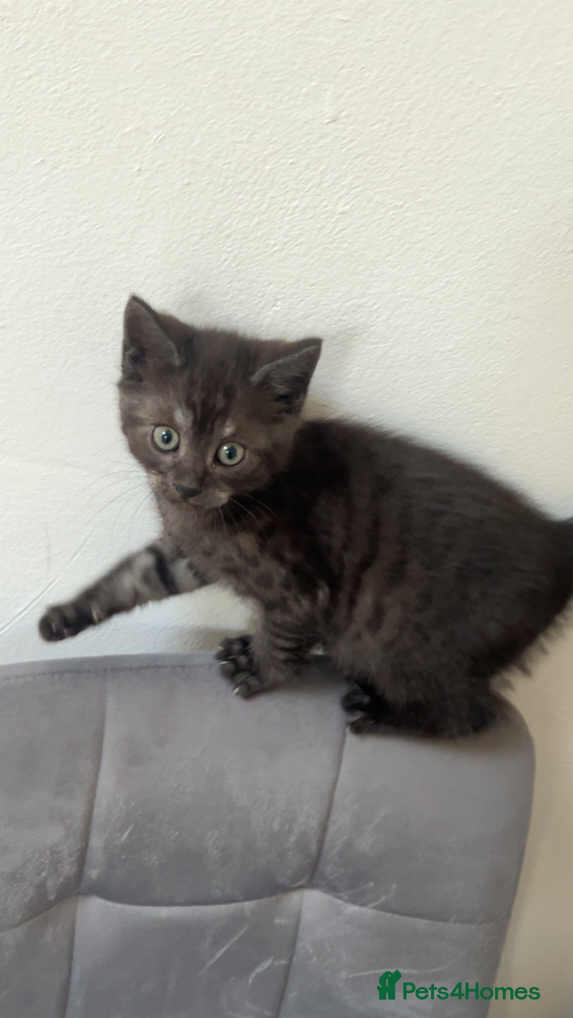 Mixed Breed cats Ready to leave 2nd may - Advert 2