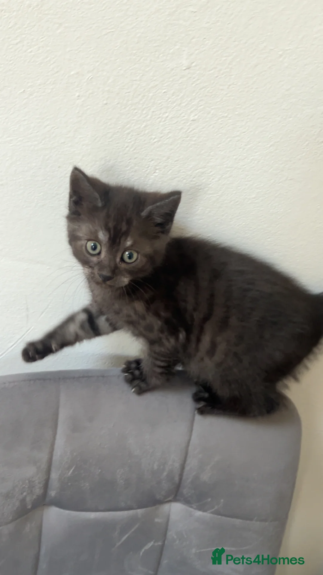 Mixed Breed cats for sale: Ready to leave 2nd may in Leicester - Advert 1