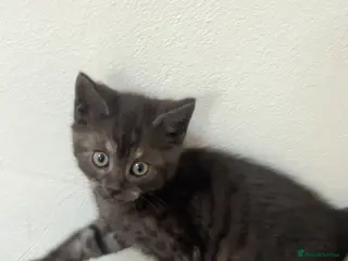 Mixed Breed cats Ready to leave 2nd may - Advert 2