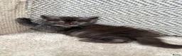 Maine Coon cats for sale: Beautiful Baby Maine Coon Kittens - Advert 21