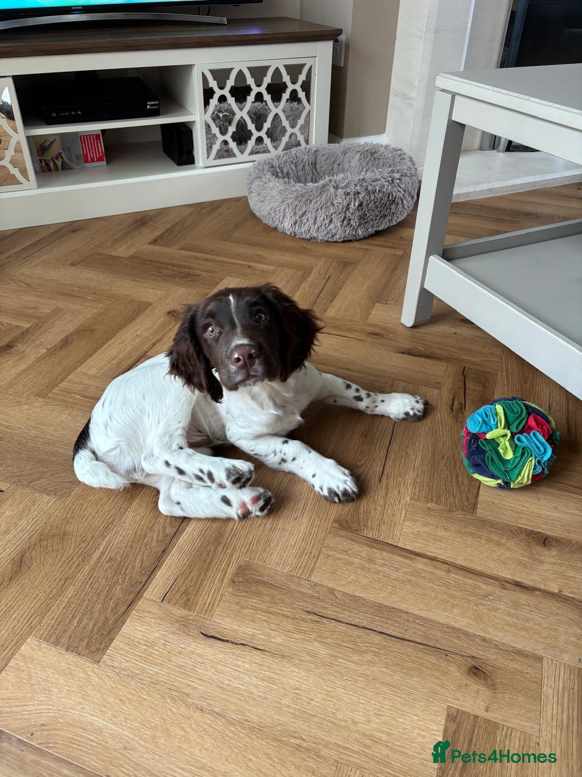 English Springer Spaniel dogs Springer Spaniel 6 months old - Advert 1